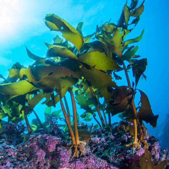 Goodness from the sea | Seaweed Agogo