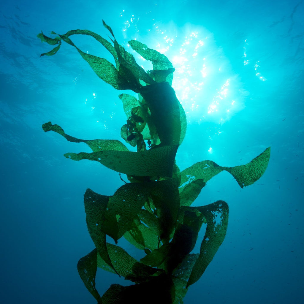 Lets talk Seaweed! It has a great environmental story... | Seaweed Agogo