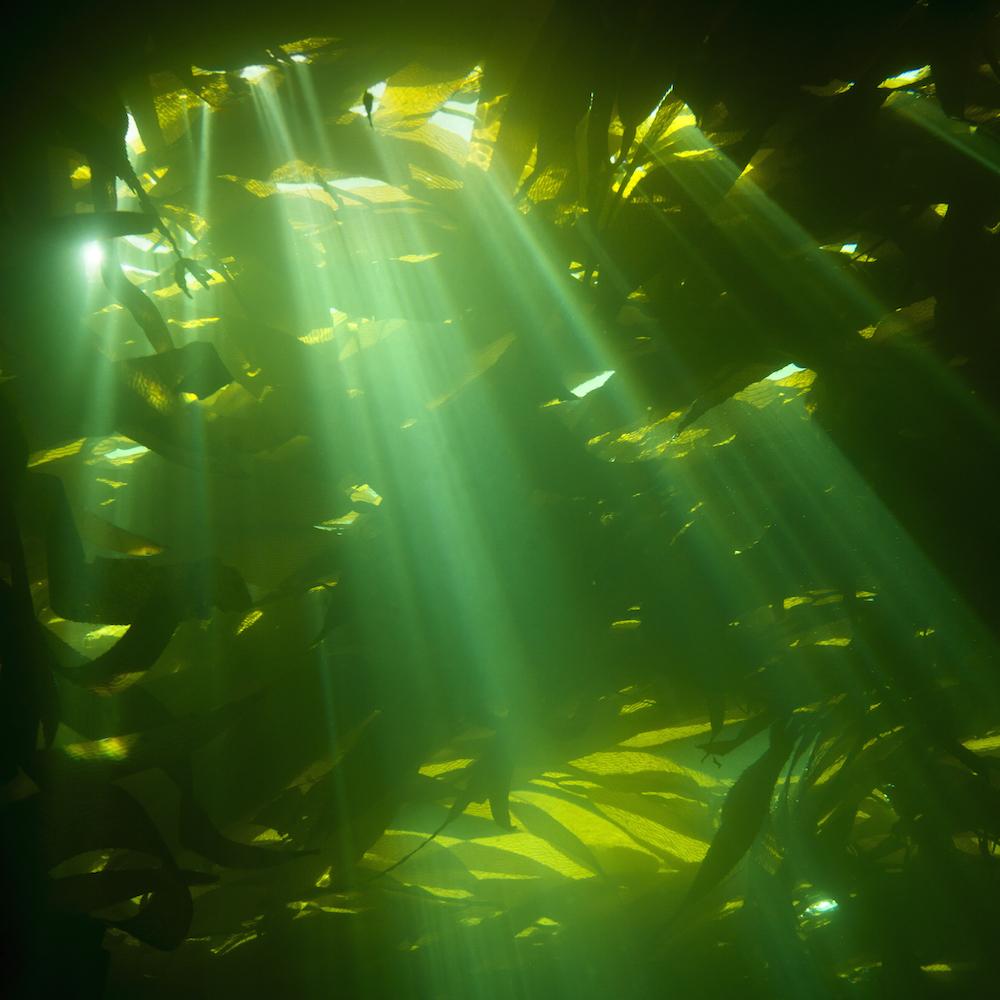 Powering the seaweed revolution | Seaweed Agogo